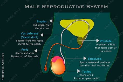 photos penises|Male Genitalia Pictures, Anatomy & Diagram .